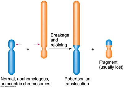 Robertsonian translocation mechanism