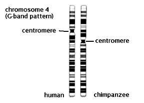 Unique banding pattern of chromosome 4 in human and chimpanzee