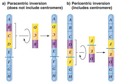 Paracentric and pericentric inversion