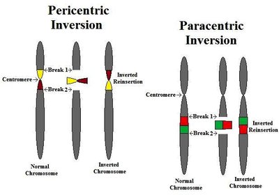 Inversion mechanism