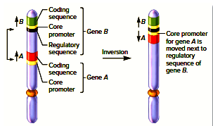 Effect of inversion on gene transcription