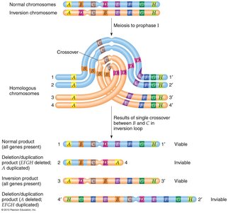 Effect of inversion on gametes