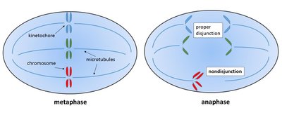 Monosomy and trisomy