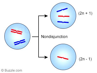 Numerical abnormalities