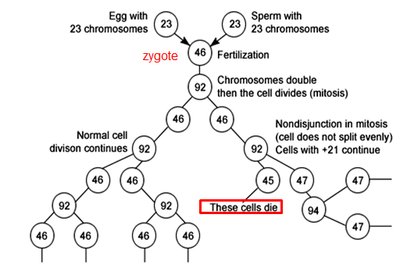 Non-disjunction in mitosis (mosaicism)
