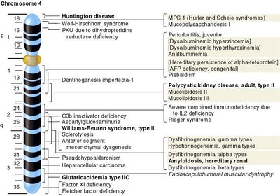 Chromosome 4 banding pattern and associated genetic disorders