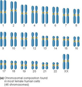 Chromosomal composition in female human cells (46 chromosomes)