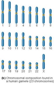 Chromosomal composition in human gamete (23 chromosomes)