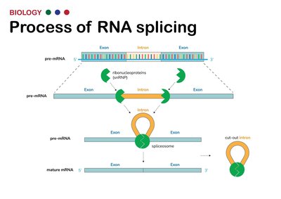 Diagram of RNA splicing showing intron removal and exon joining