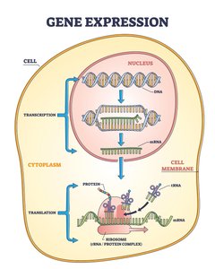 Diagram of gene expression: transcription and translation in a eukaryotic cell