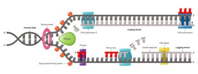 Diagram showing DNA damage and repair mechanisms