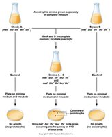 Lederberg and Tatum's experiment demonstrating genetic recombination