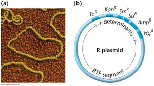 Structure of R plasmid with resistance genes