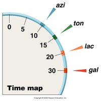 Time map of gene transfer during conjugation
