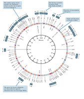 Circular map of E. coli genome