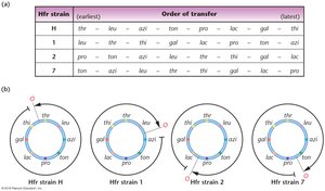 Circular chromosome and gene transfer in E. coli