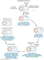 Transformation process in bacteria