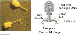 Structure of bacteriophage T4