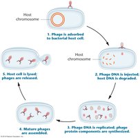 Lytic cycle of bacteriophage