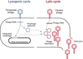 Comparison of lysogenic and lytic cycles