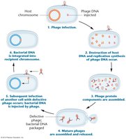 Transduction process showing transfer of bacterial DNA by phage