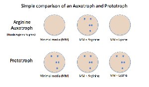 Comparison of auxotroph and prototroph growth on different media