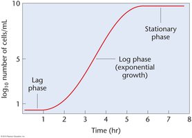 Bacterial growth curve showing lag, log, and stationary phases