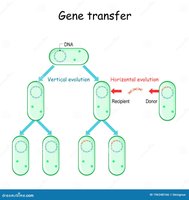 Diagram of vertical and horizontal gene transfer