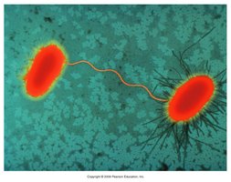 Bacterial conjugation via sex pilus