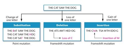 Analogy showing the effects of substitution, deletion, and insertion of one letter in a sentence to demonstrate point and frameshift mutations.