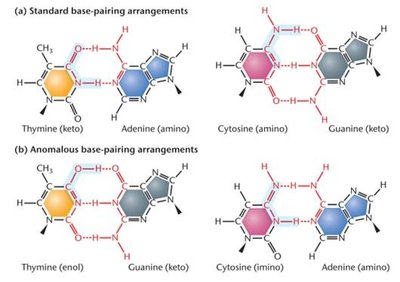 Standard and anomalous base-pairing arrangements due to tautomeric shifts