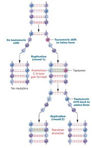 Formation of a transition mutation as a result of a transient tautomeric shift in adenine