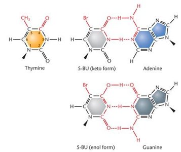Similarity of the chemical structure of 5-bromouracil and thymine