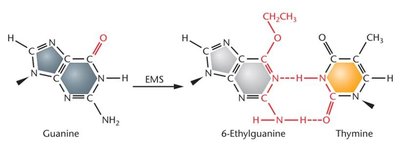 Conversion of guanine to 6-ethylguanine by the alkylating agent EMS