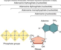 ATP, ADP, AMP, and adenosine structure
