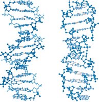 B-DNA and Z-DNA molecular structures