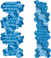 B-DNA and Z-DNA space-filling models