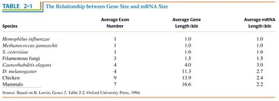 Table showing relationship between gene size and mRNA size