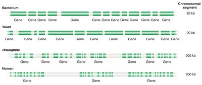 Comparison of gene density in bacterium, yeast, Drosophila, and human chromosomes