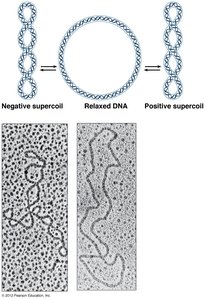 Diagram of supercoiled, relaxed, and positively supercoiled DNA