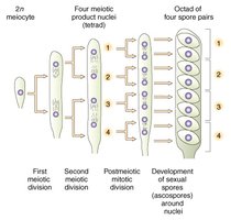 Ordered ascus production in Neurospora crassa