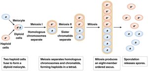Life cycle and ordered ascus formation in fungi