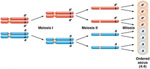 First-division segregation in ordered ascus