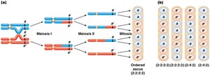 Second-division segregation in ordered ascus