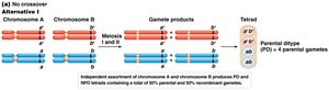 Parental ditype formation (no crossover)