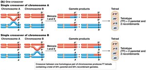 Tetratype formation (single crossover)