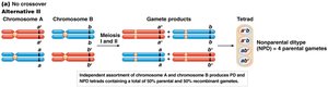 Nonparental ditype formation (alternative II)