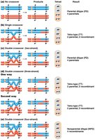 Mechanisms of tetrad formation (crossovers)