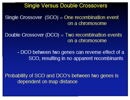 Single versus double crossovers