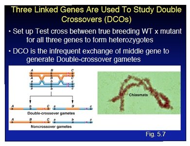 Three linked genes used to study double crossovers
